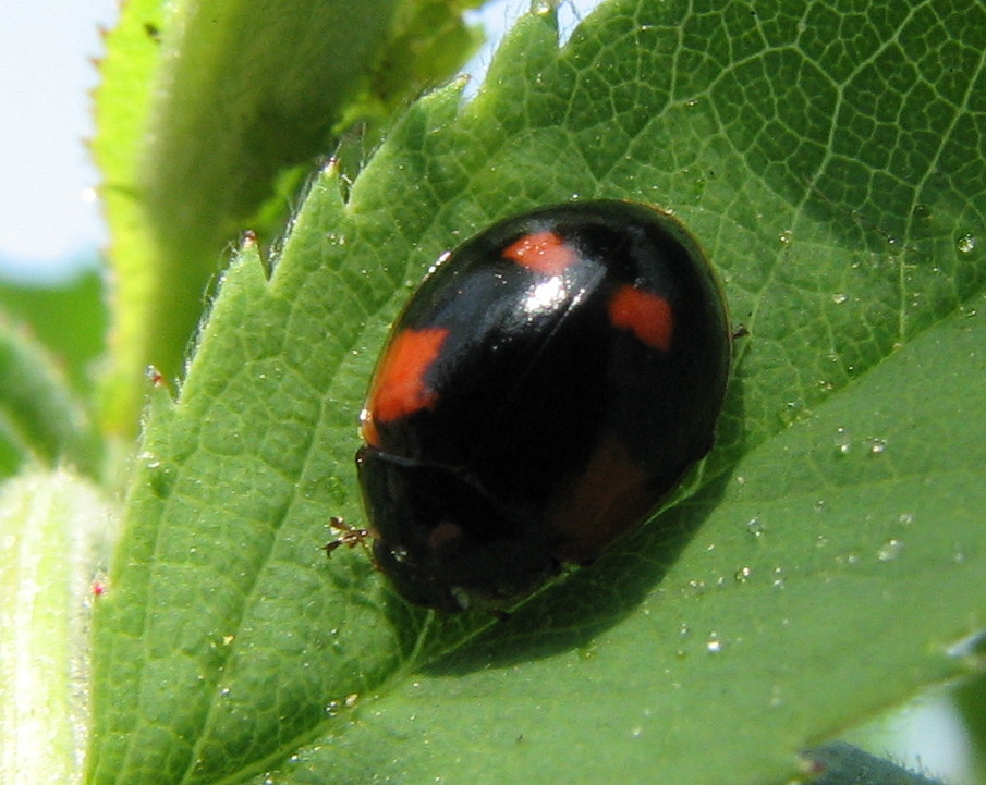 Coccinelle